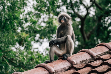 Dusky Leaf Monkey Sitting on the Roof