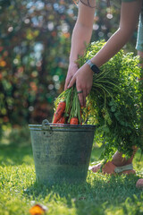agriculture, harvesting, garden. Carrots are washed in a bucket of water