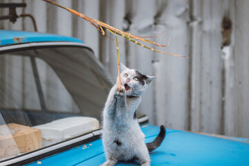 Portrait of a white and black kitten with a bell jumping and playing with a toy. Children's joy of playing games. Family pet. Catching a toy and biting