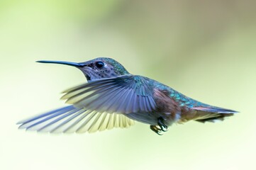 Hummingbird in mid-flight showcasing its vibrant colors.