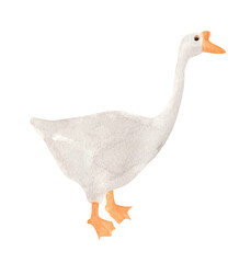 Watercolor drawing white duck.