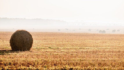 Autumn morning, fog. fields with round haystacks