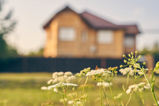 The house is mortgaged. Selective focus on yarrow, blooming on the background of a country house. The concept of country life,. High quality photo