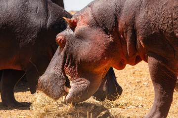A pod of hippos at Lake Jipe at Tsavo West National Park, Kenya