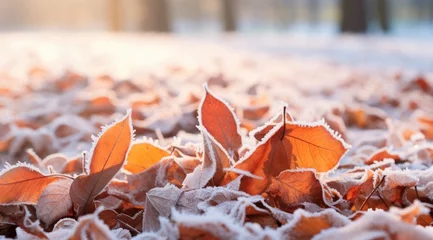 Fotobehang Orange beech leaves covered with frost in late fall or early winter. © Lubos Chlubny