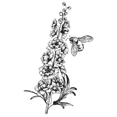 Floral botanical illustration, hand-drawn branch of a delphinium with a simple-style line on a white background