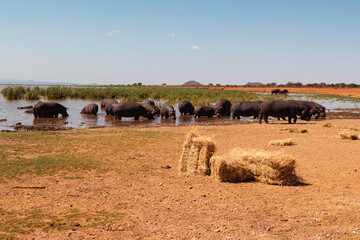 A pod of hippos feeding on hey at Lake Jipe at Tsavo West National Park, Kenya