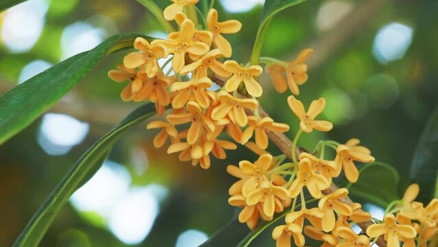 満開の花が咲く金木犀
