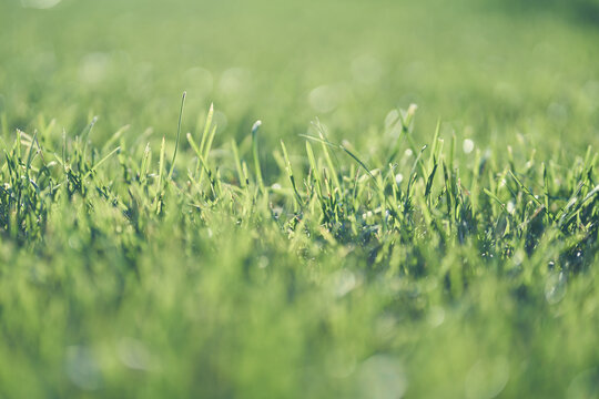 Unfocused background with green grass. Garden with bright grass used to create a green background, textured background with blur. High quality photo