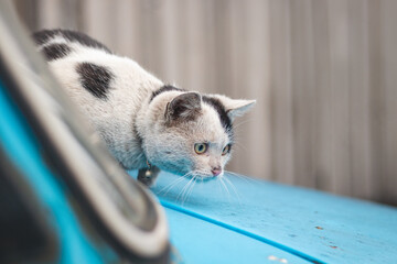 Black and white kitten sneaks up on its prey and fully concentrates on the final jump. Detail of...