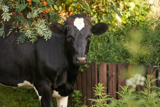 A black cow stands near a fence with trees on a bright sunny day. Summer rural landscape close-up. High quality photo