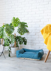 interior of light living room with monstera plants and cozy pet bed © dark_blade