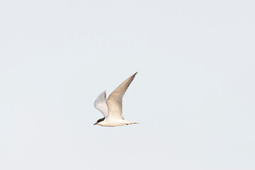 Gull-billed Tern, Gelochelidon nilotica