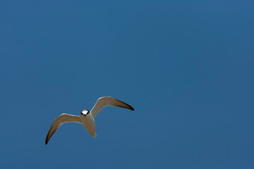 Fototapeta na wymiar Little Tern, Sternula albifrons