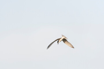 Gull-billed Tern, Gelochelidon nilotica