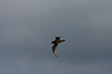 Great-winged Petrel, Pterodroma macroptera