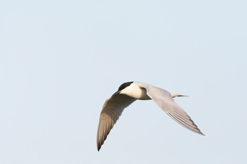 Gull-billed Tern, Gelochelidon nilotica