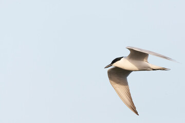 Gull-billed Tern, Gelochelidon nilotica
