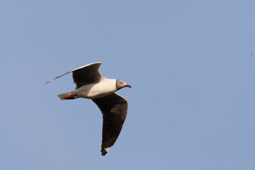 African Grey-headed Gull, Chroicocephalus cirrocephalus poliocephalus