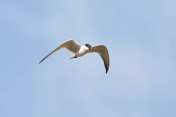 Gull-billed Tern, Gelochelidon nilotica