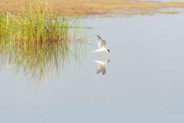 Little Tern, Sternula albifrons