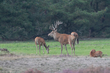 Red Deer, Cervus elaphus