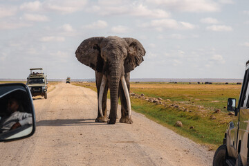 A tourist taking photo of a male elephant standing on a dirt road next to safari vehicles at...