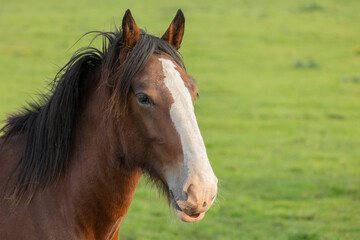 Obraz premium Portrait of beautiful red horse in summer