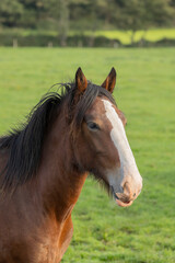 Portrait of beautiful red horse in summer