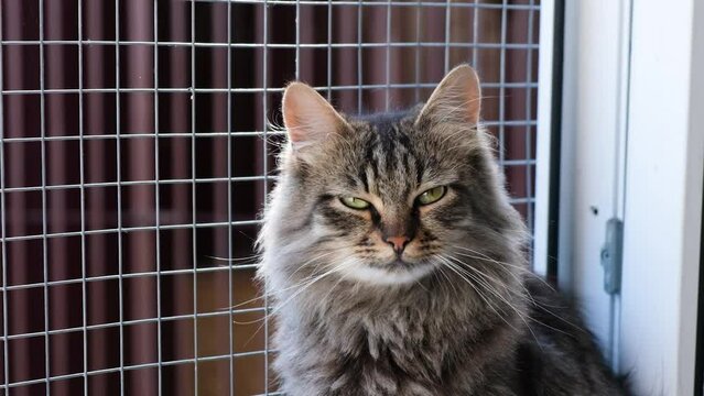cat in an animal shelter, cute cat in a cage is waiting for a new owner and friend 4k