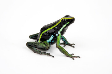 Three-striped poison frog // Dreistreifen-Baumsteiger (Ameerega trivittata / Epipedobates trivittatus)
