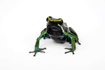 Dreistreifen-Baumsteiger // Three-striped poison frog (Ameerega trivittata / Epipedobates trivittatus)