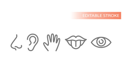 Five senses, human sensory organs icons. Touch, smell, see and taste line icon set. - obrazy, fototapety, plakaty