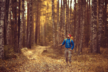 tourist in the autumn forest on a forest road, an adventure in the October forest, one man autumn landscape hiking