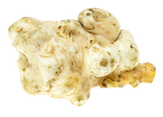 Jerusalem artichoke sweet potato tubers on white background.