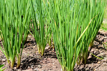 Fototapeta premium grass in the water