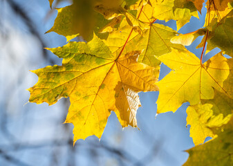 Yellow autumn leaves close-up against the sky, autumn landscape