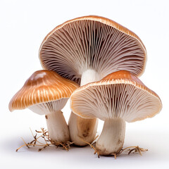 Brown fresh shiitake mushrooms for a delicious recipe isolated on white background Generative AI Illustration