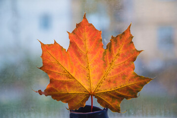 Beautiful orange maple leaf close up on the blurred background