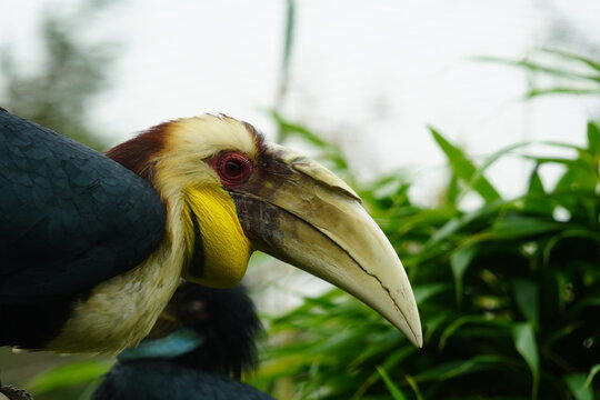Wreathed Hornbill