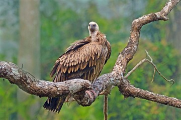 Himalayan griffon vulture, Gyps himalayensis, perched on tree trunk, Kaziranga National Park,...
