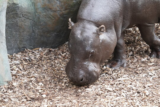 Pygmy Hippopotamus