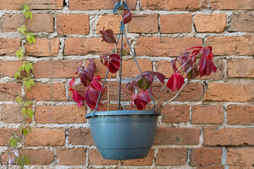 Maiden grape liana, parthenocissus in a pot against the background of a brick wall outside. Selective focus.