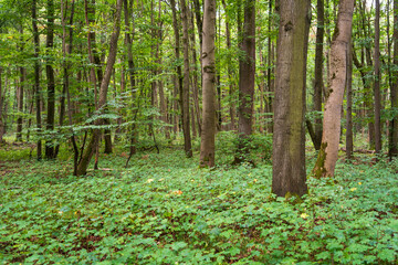 The Forest Floor at Hainich National Park, National park in Thuringia