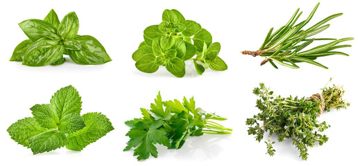 Collage mix set of Fresh green basil leaves. Organic herb leaf. Isolated on white background - 663712742