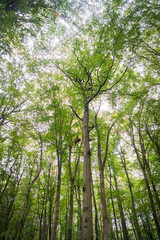 The Canopy at Hainich National Park, National park in Thuringia