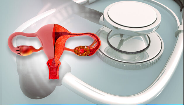 Uterus anatomy on stethoscope background. 3d illustration..