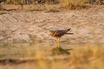 pallid harrier or Circus macrourus closeup or portrait with reflection in water with face expression quenching thirst near waterhole at tal chhapar sanctuary rajasthan india asia