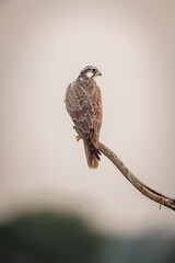 Laggar falcon or Falco jugger bird closeup perched on branch in natural background during winter morning safari at tal chhapar blackbuck sanctuary rajasthan india asia