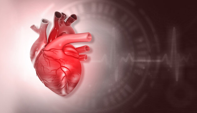 Human heart anatomy on scientific background. 3d illustration..